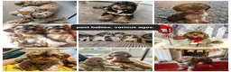 Cockapoo dogs for sale: 3 girl 2 boys May babies (July Home Time) - Advert 4
