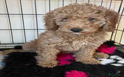 Poochon dogs for sale: Poochon Red Girl  - Image 1