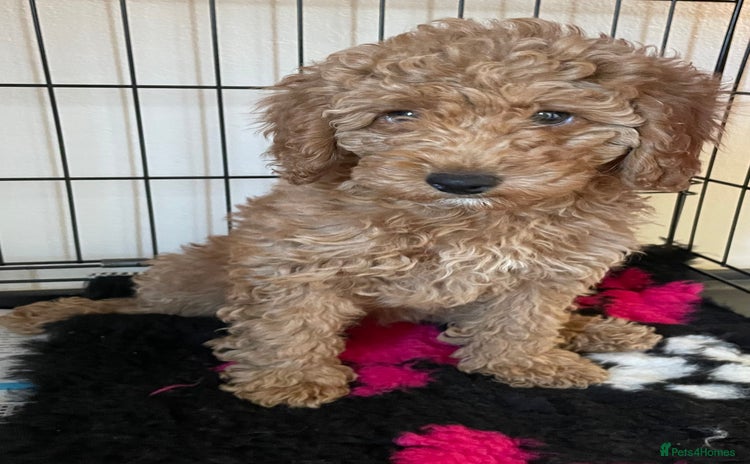 Poochon dogs - Advert 1
