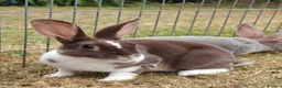 Rex rabbits for sale: Mini Rex Rabbits  - Advert 5