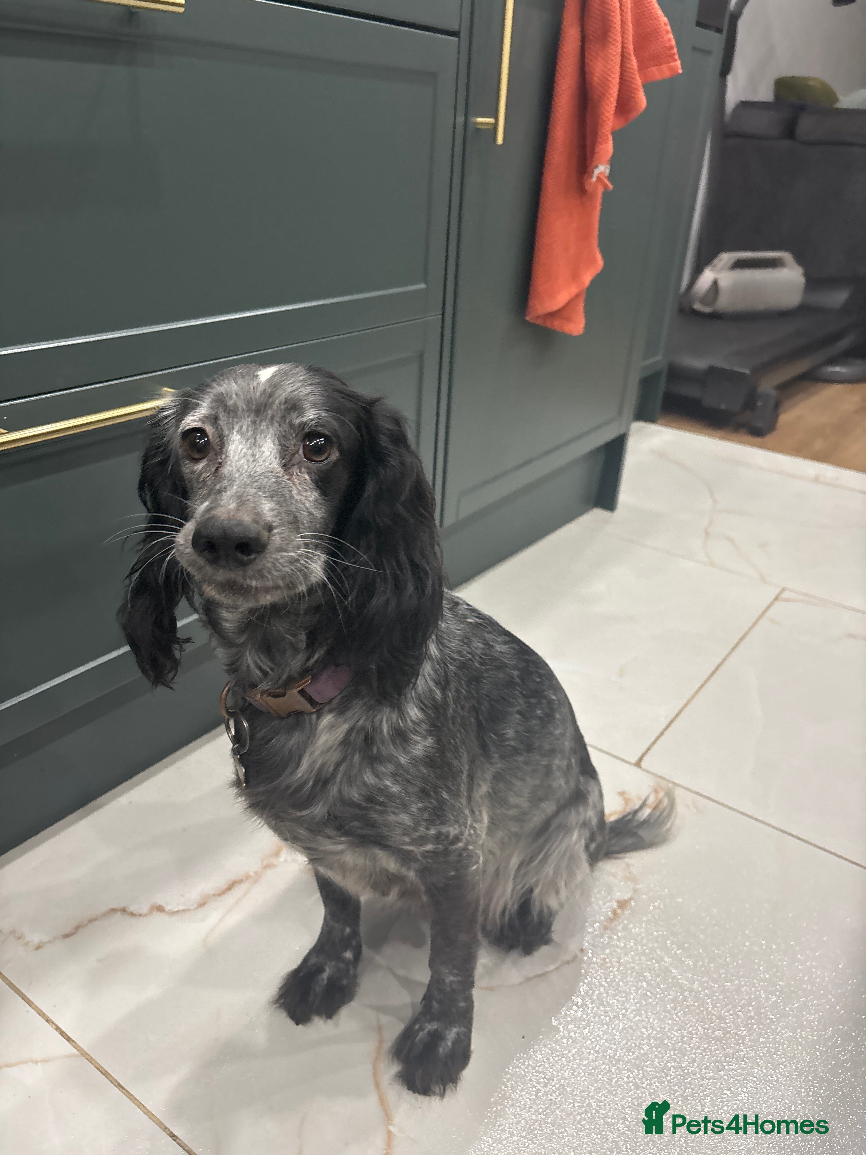 Cocker Spaniel dogs Stunning Cocker Spaniel puppy’s for sale - Advert 1