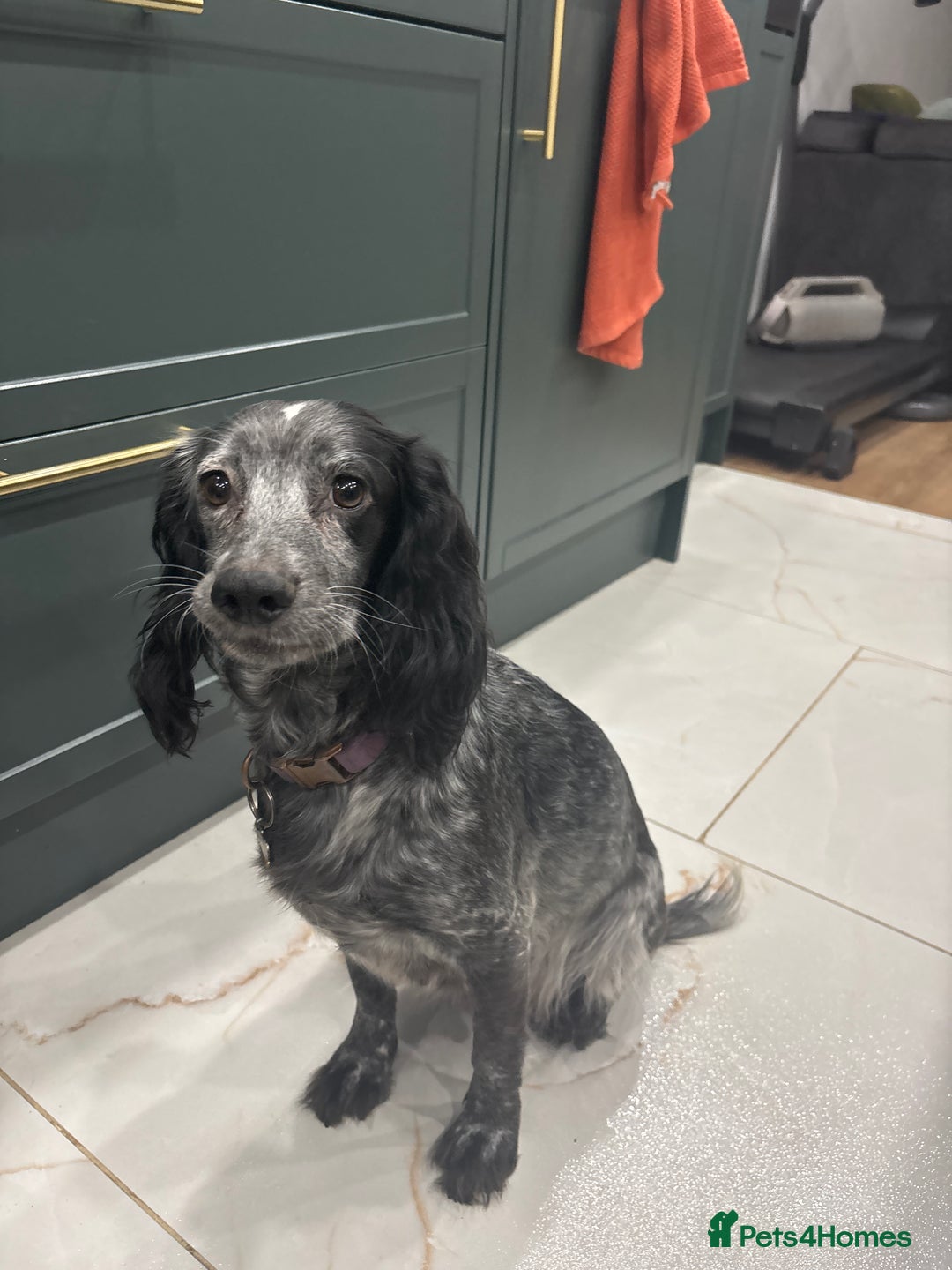 Cocker Spaniel dogs for sale: Stunning Cocker Spaniel puppy’s for sale - Advert 1