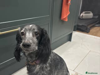 Cocker Spaniel dogs Stunning Cocker Spaniel puppy’s for sale - Advert 15