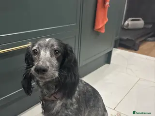 Cocker Spaniel dogs Stunning Cocker Spaniel puppy’s for sale - Advert 13