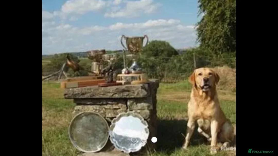 Labrador Retriever dogs for stud: KC REGISTERED STUD DOG in Trowbridge - Advert 9