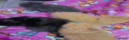 Mixed Breed cats for sale: Mix maine coon and ragdoll  - Advert 5
