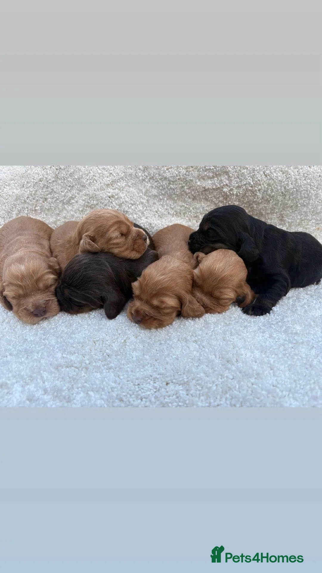 Cocker Spaniel dogs for sale: 🐾Show Type Cocker spaniel puppies 🐾 - Advert 6