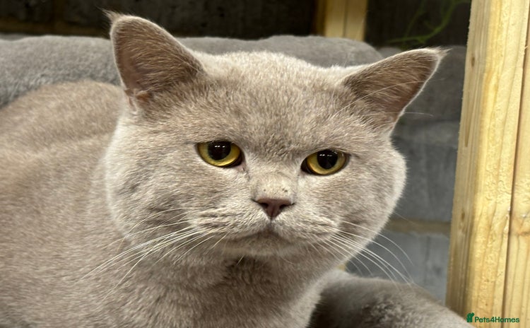 British Shorthair cats - Advert 1