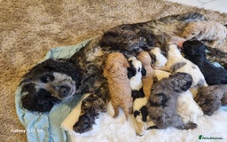 Cockapoo dogs for sale: Cockapoos - Image 27
