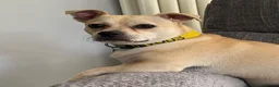 Mixed Breed dogs for adoption: Cute Jamala needs a new home! - Advert 8