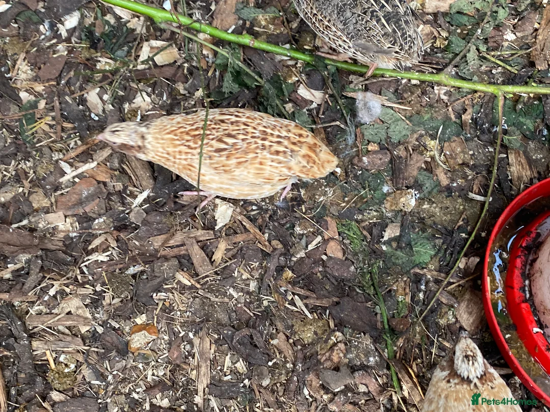 Quail poultry for sale: Coturnix quail see description for prices  - Advert 23