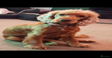 Cocker Spaniel dogs - Advert 7