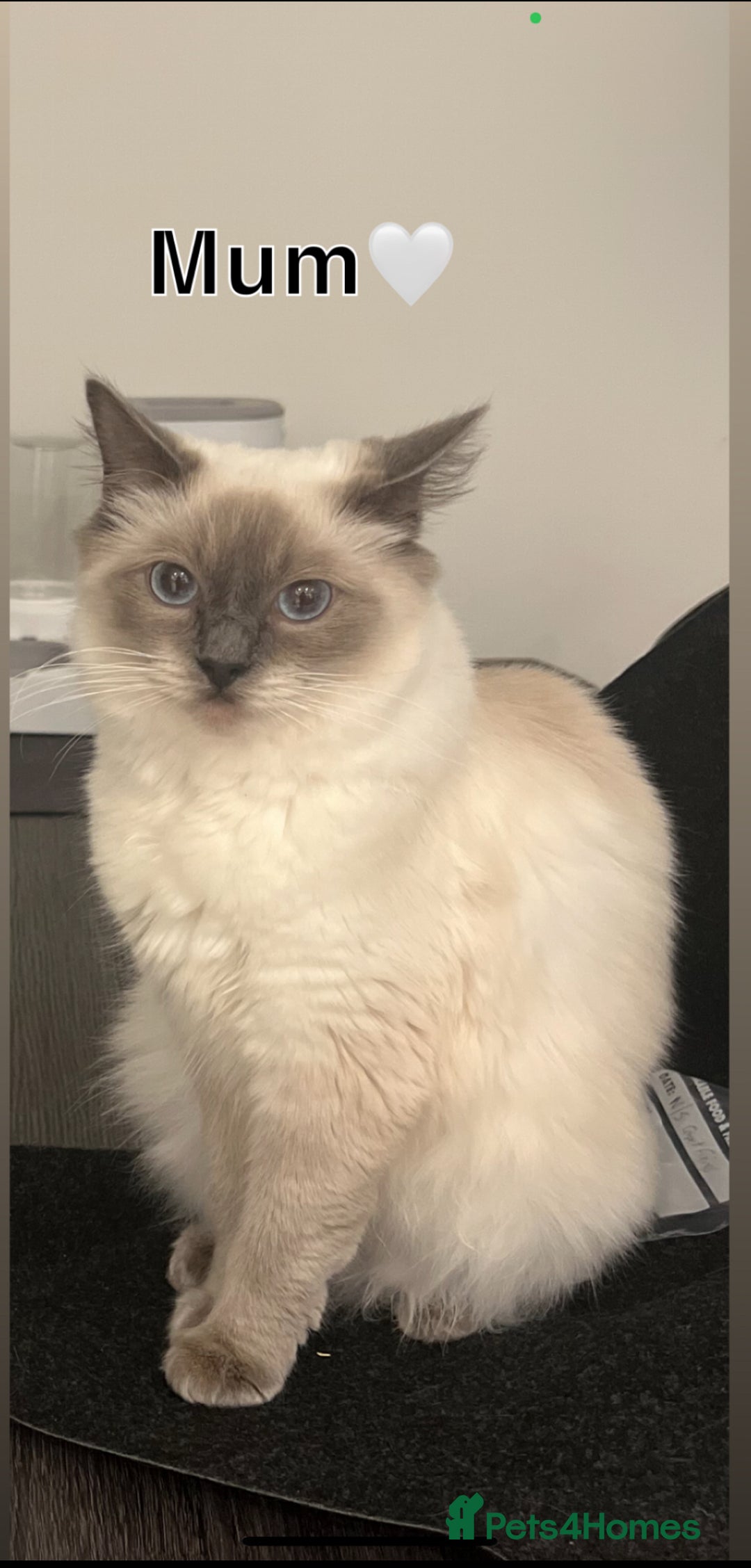 Ragdoll cats for sale: 🤍5 gorgeous female ragdoll kittens for sale🤍 - Advert 15