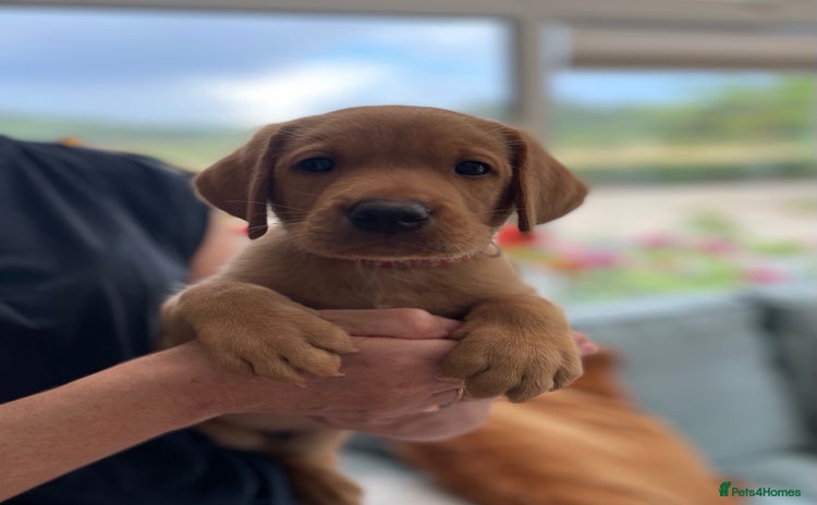 Labrador Retriever dogs - Advert 14
