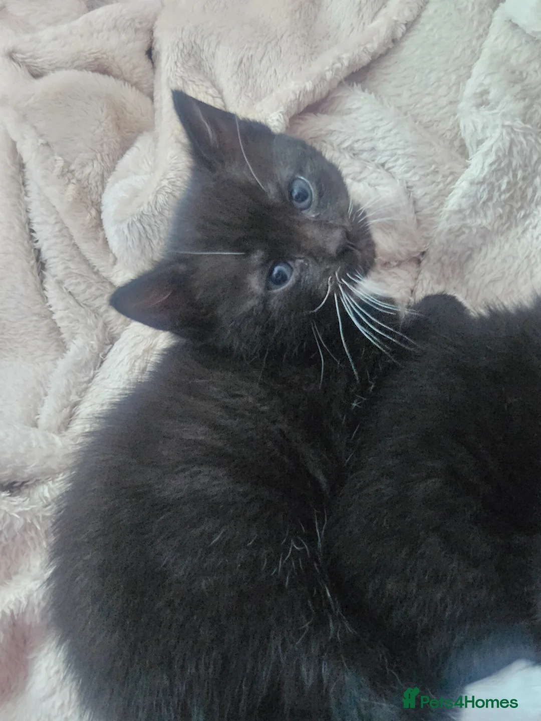 Mixed Breed cats for sale: Beautiful Kittens  in Renfrew - Advert 22