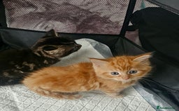 Maine Coon cats for sale: Maine Coone  - Image 1
