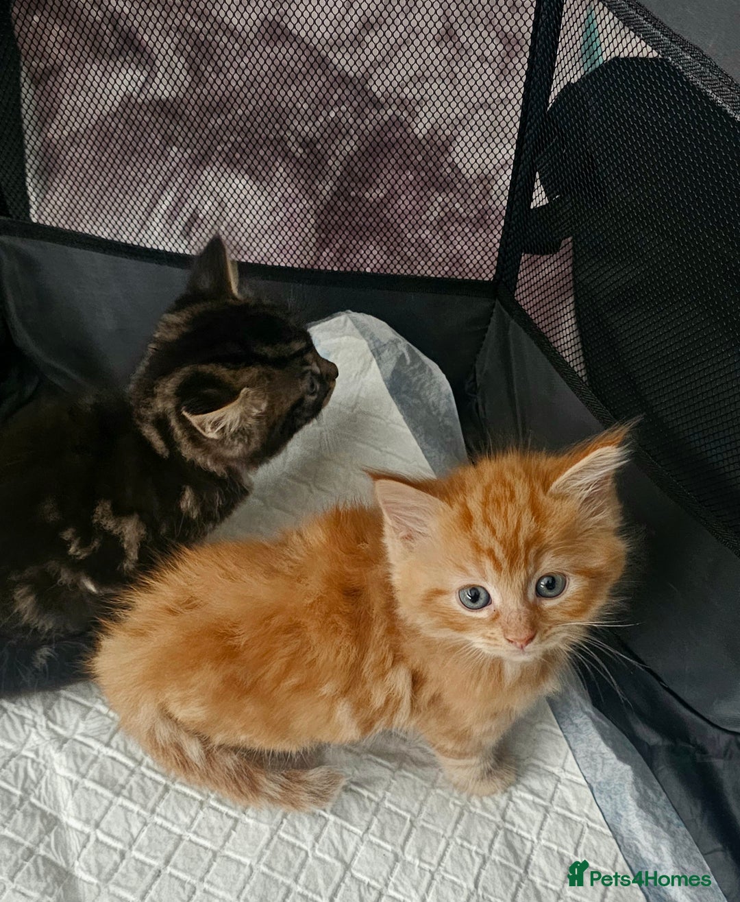 Maine Coon cats for sale: Maine Coone  - Image 1