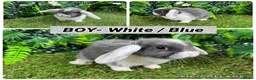 Mini Lop rabbits for sale: Superb mini lop baby rabbits  - Advert 6