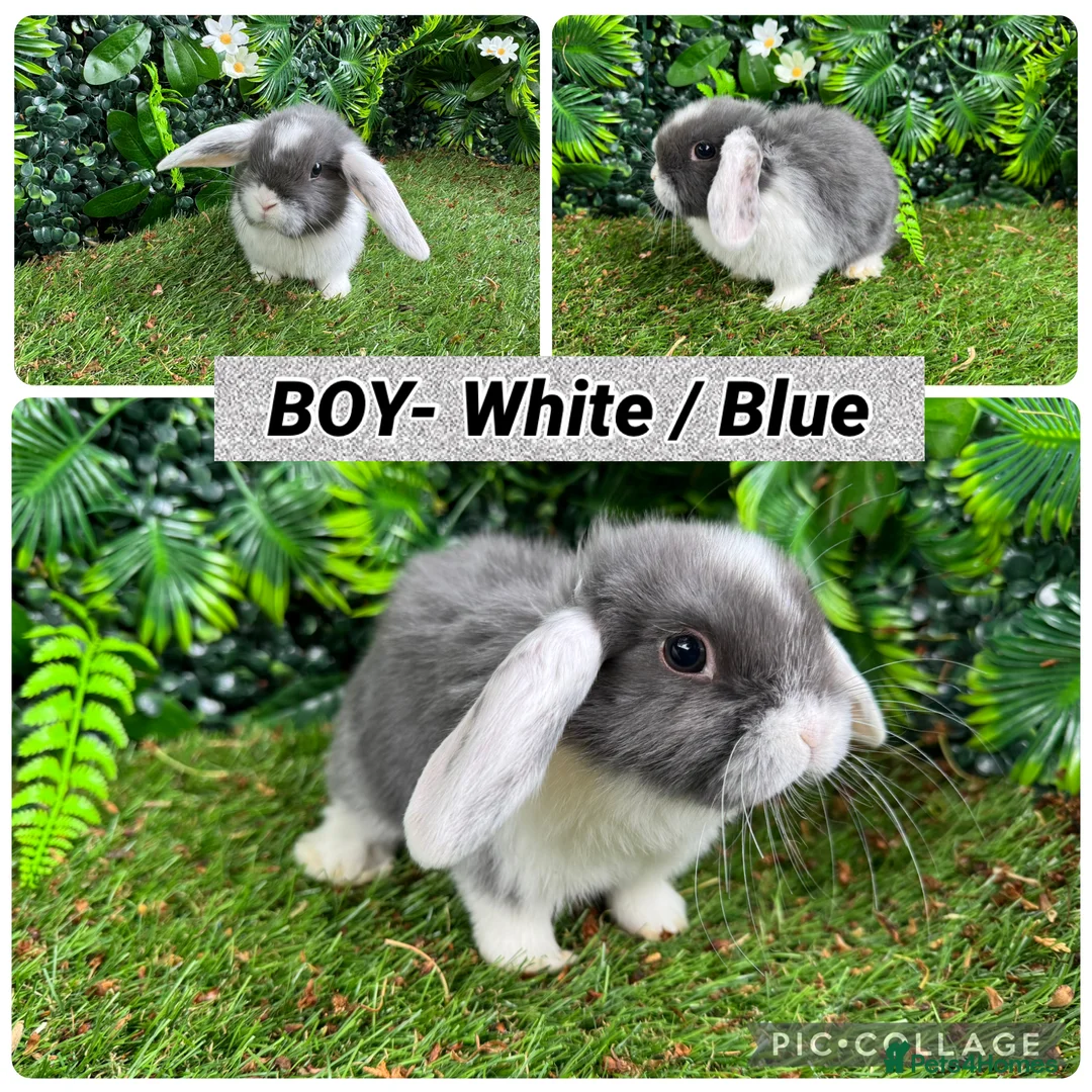 Mini Lop rabbits for sale: Superb mini lop baby rabbits  - Advert 6