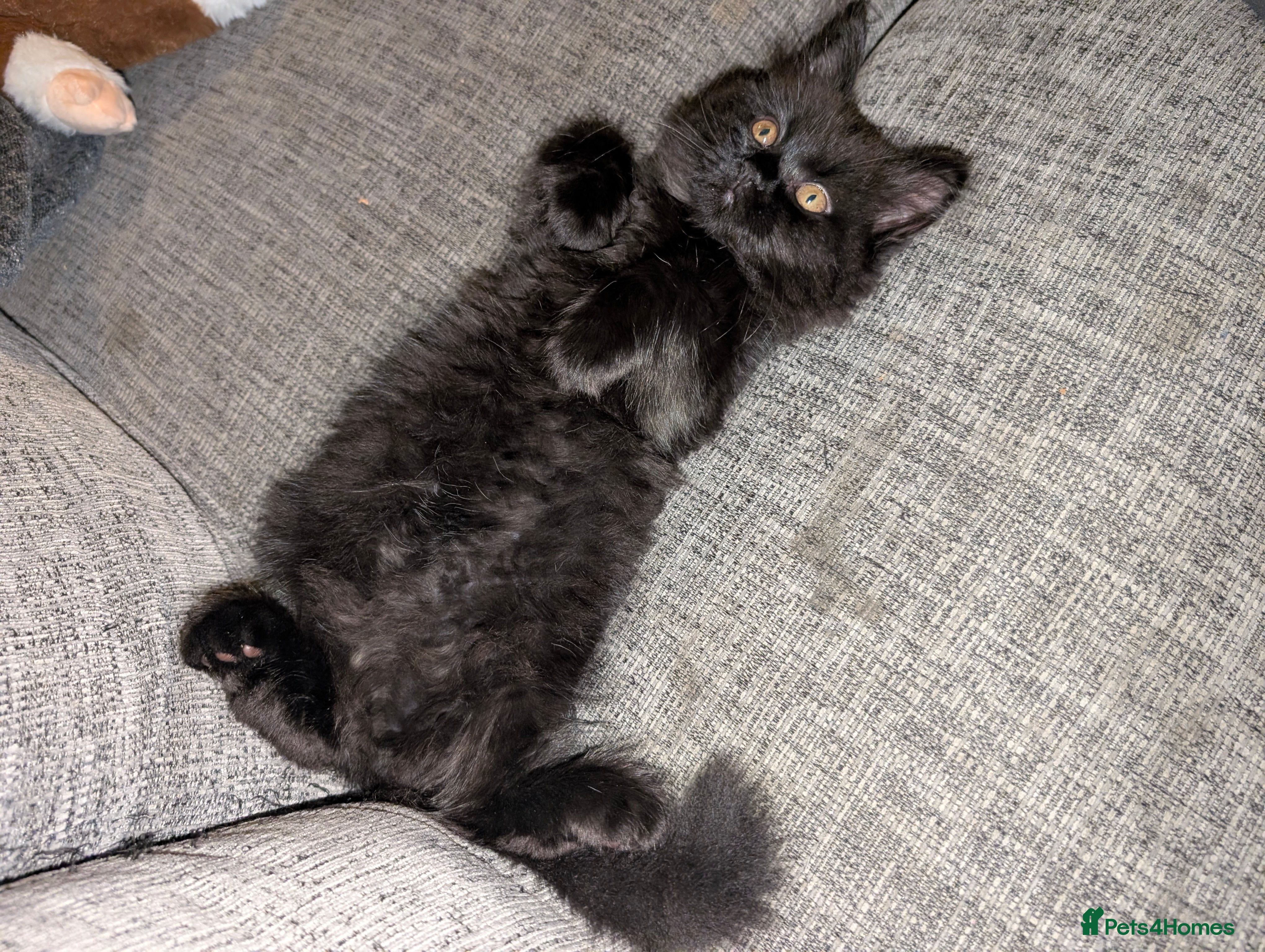 Persian cats British Persian 1 Boy LEFT READY NOW 8/12/25  - Advert 13