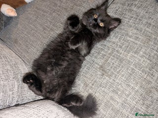 Persian cats British Persian 1 Boy LEFT READY NOW 4/12/25 - Advert 6