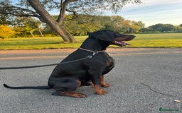 Dobermann dogs for stud: Elite European Doberman Stud – Champion Bloodlines - Image 22