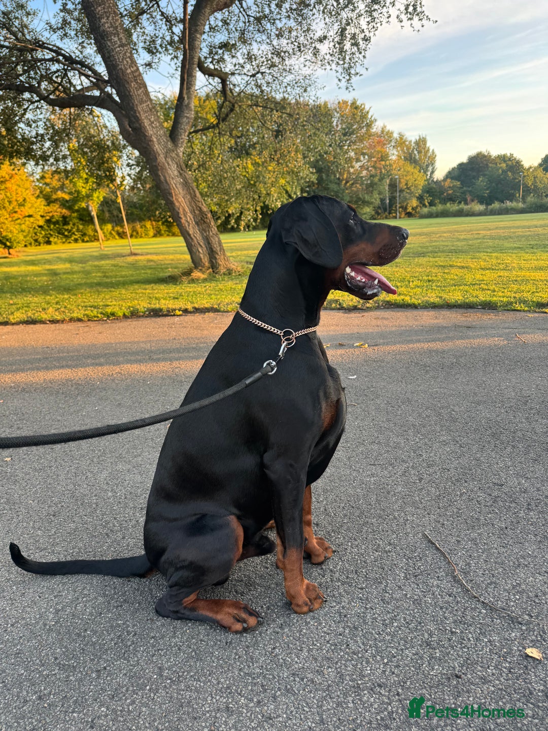 Dobermann dogs for stud: Elite European Doberman Stud – Champion Bloodlines - Image 22