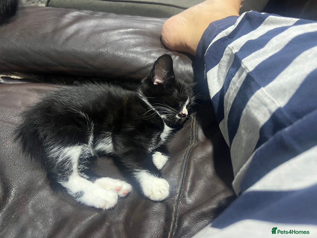 Mixed Breed cats for sale: Friendly kittens  - Image 4