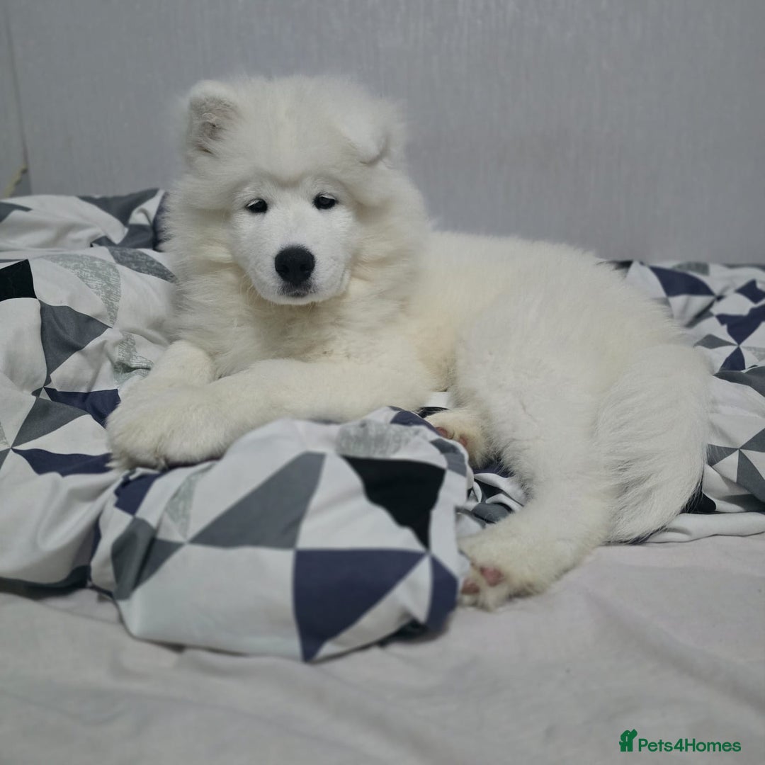 Samoyed dogs for sale: Beautiful, cheerful Samoyeds.  - Advert 8