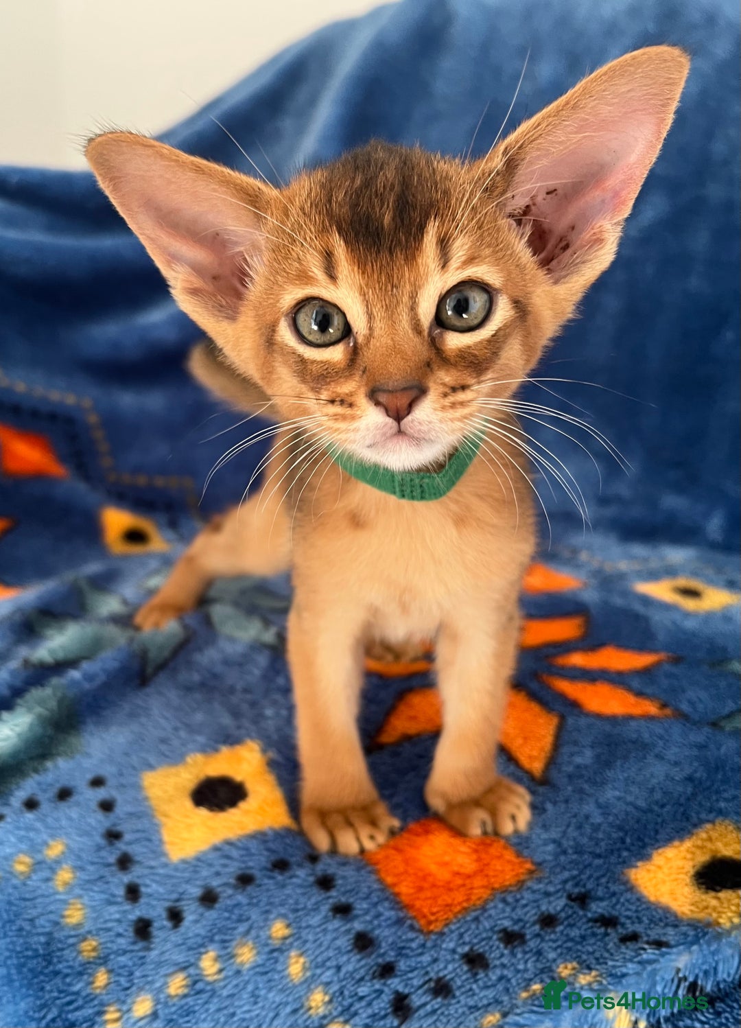 Abyssinian cats for sale: Beautiful Abyssinians kittens - Image 2