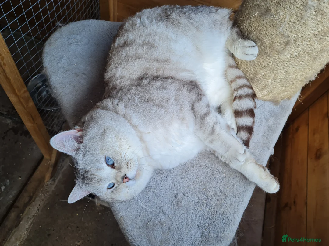 British Shorthair cats for stud: Stunning GCCF British shorthaired Male for Stud. - Advert 3