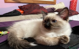 Ragdoll cats for sale: Exquisite 6th Gen*  PUREBREED Ragdoll Kittens - Image 11
