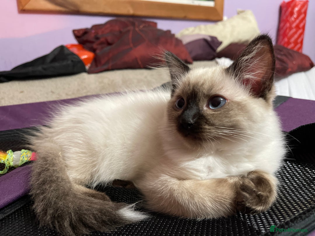 Ragdoll cats for sale: Exquisite 6th Gen*  PUREBREED Ragdoll Kittens - Image 11