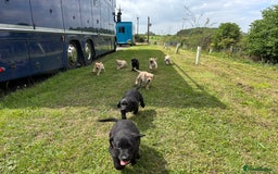 Labrador Retriever dogs for sale: Labrador Puppies  - Image 4