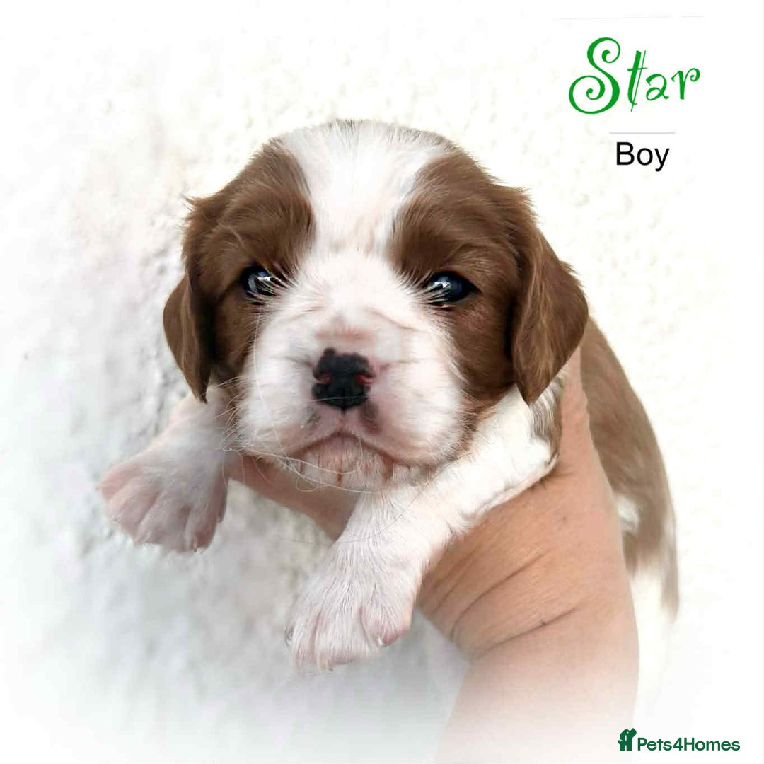 Cavalier King Charles Spaniel dogs for sale: Beautiful Cavalier King Charles Puppies - Advert 5