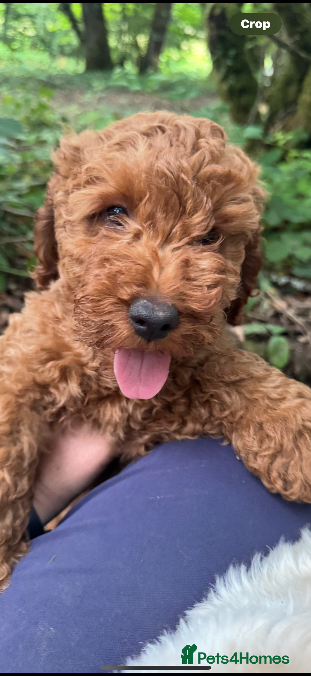 Cockapoo dogs for sale: Cockapoo pups ready now - Image 7