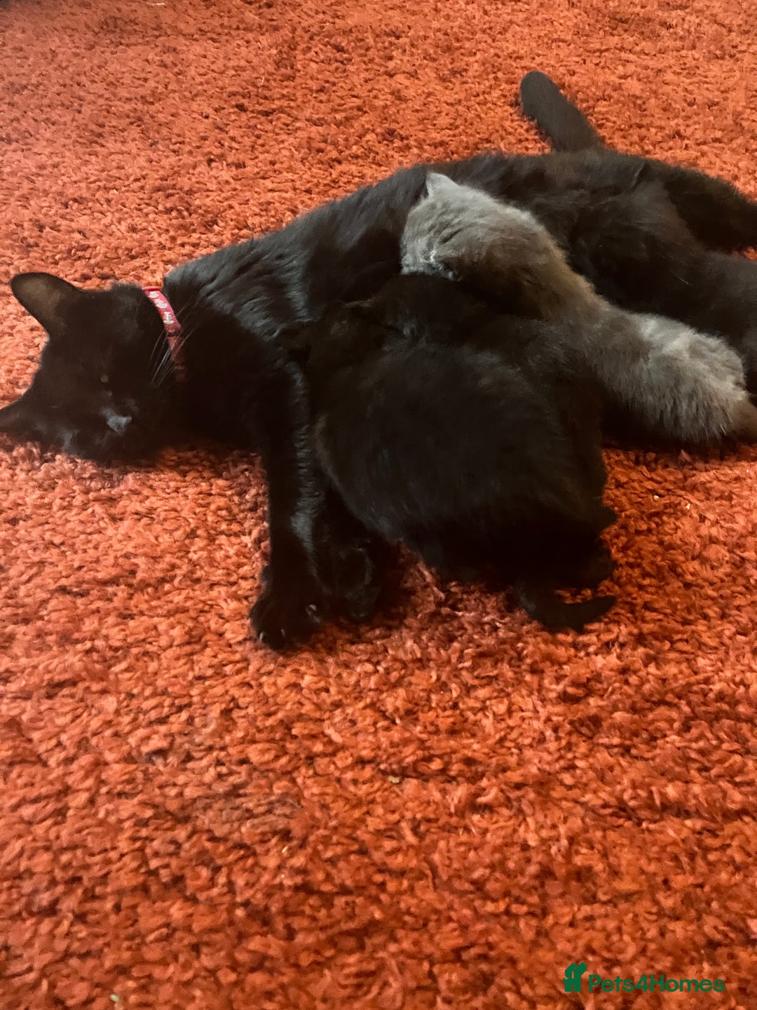 British Shorthair cats for sale: Kittens  - Image 4