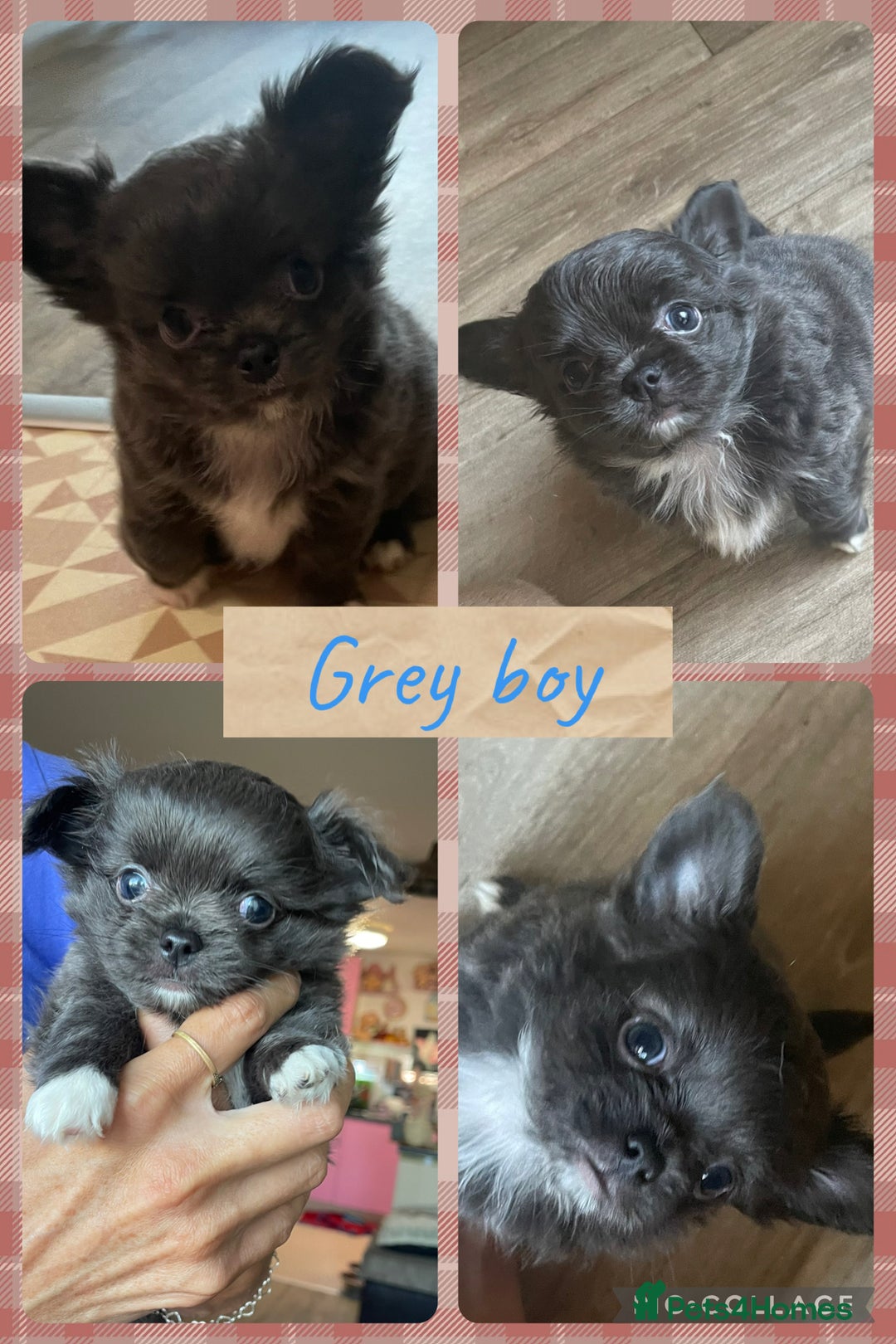 Chihuahua dogs for sale: 2 beautiful long haired Chihuahua Boys - Image 1