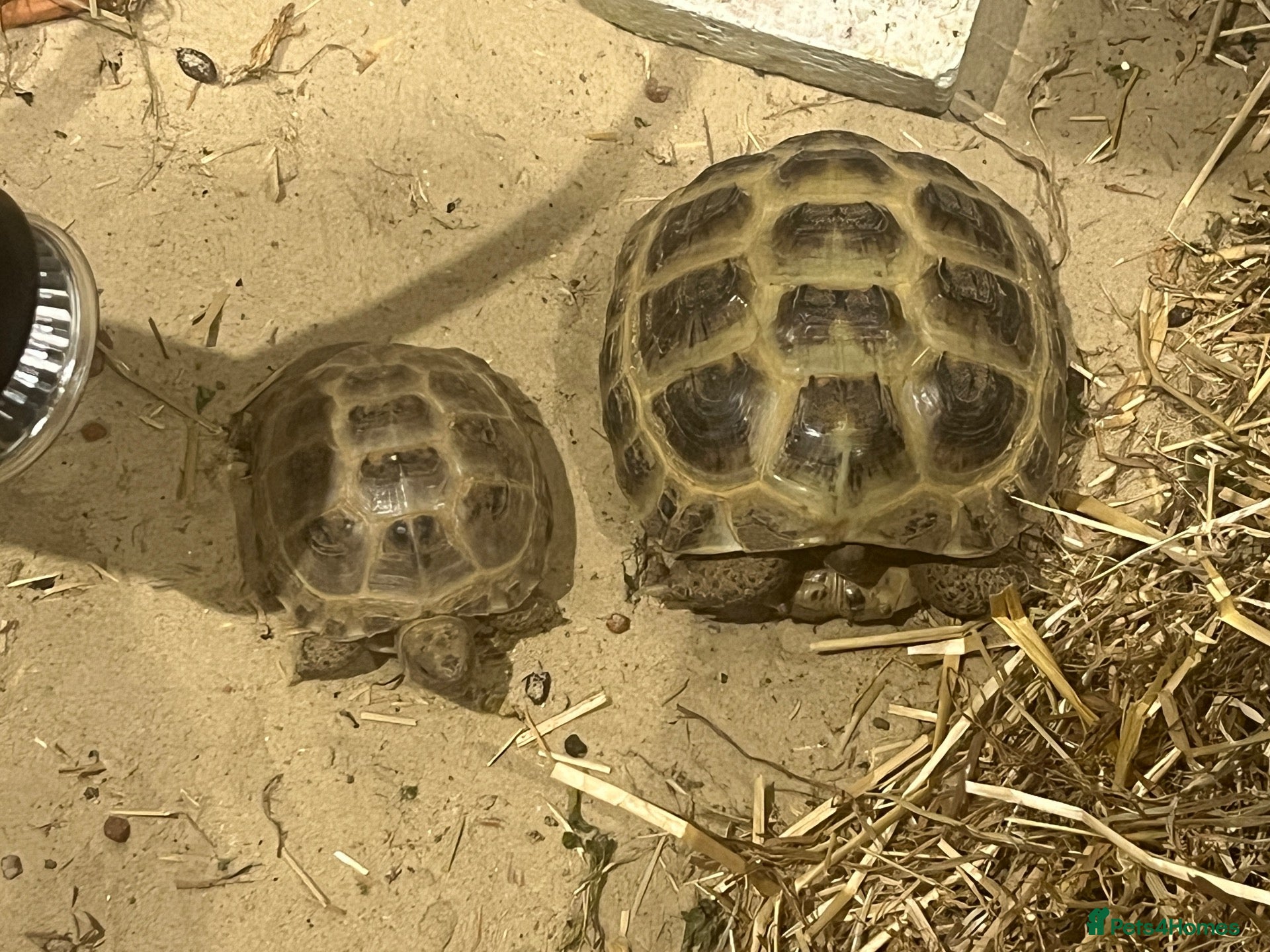 Tortoise reptiles Two Tortoises for sale - Advert 2