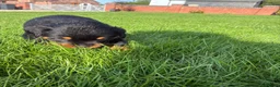 Rottweiler dogs for sale: 🏆🐾 5STAR BREEDERS🐾🏆KC REG girl and boys 💖💙 - Advert 16