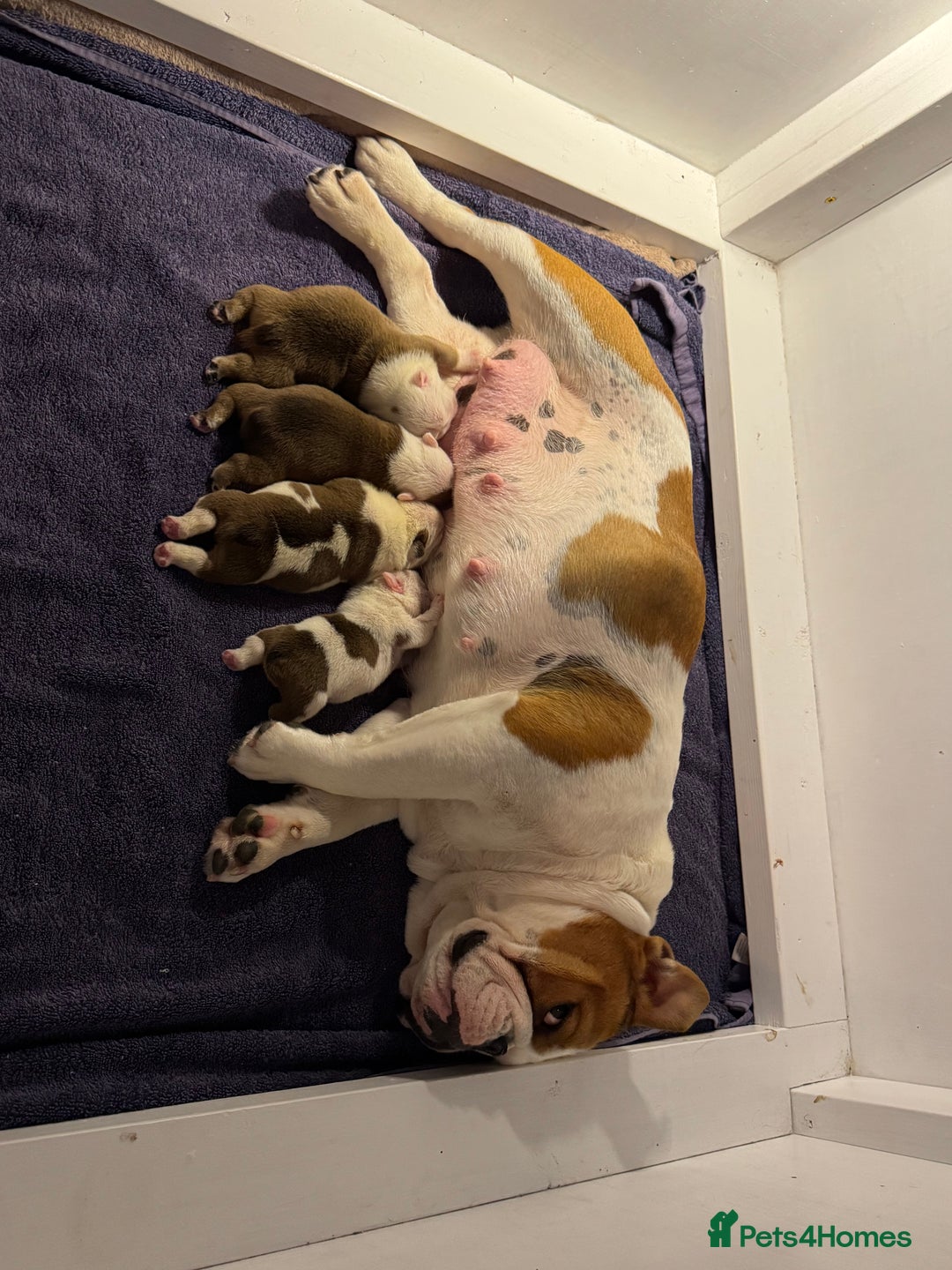 English Bulldog dogs for sale: Quality Ruakuri British standard bulldog - Image 17