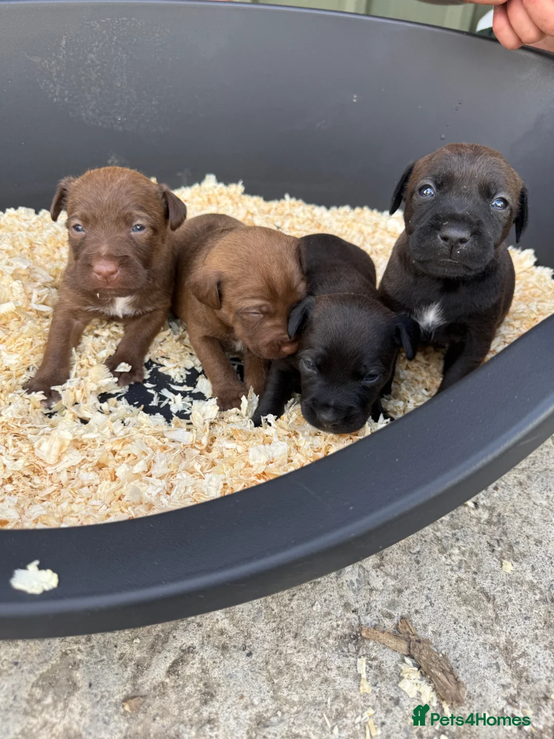 Patterdale Terrier dogs for sale: Patterdale Puppies - Advert 26