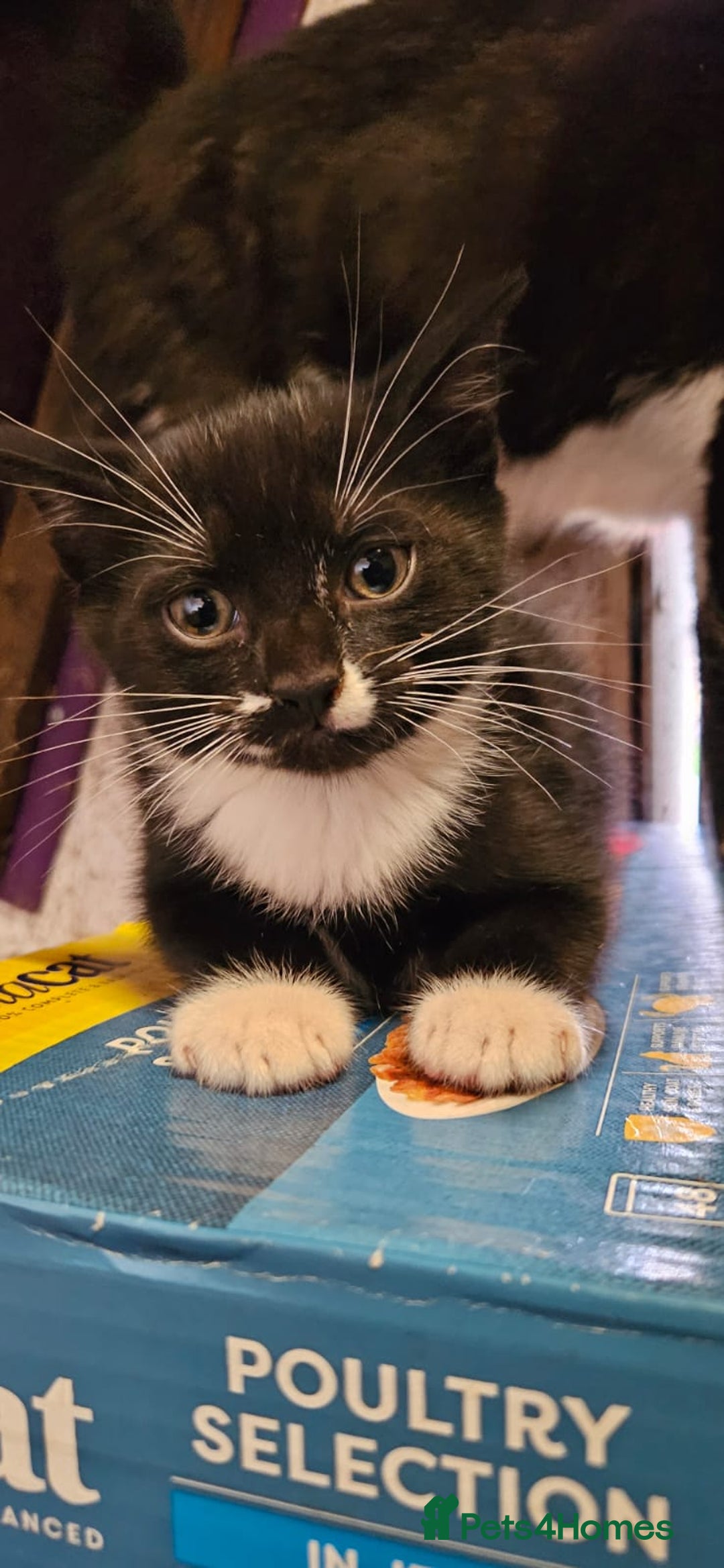 British Shorthair cats for sale: 2 kittens available  - Image 3