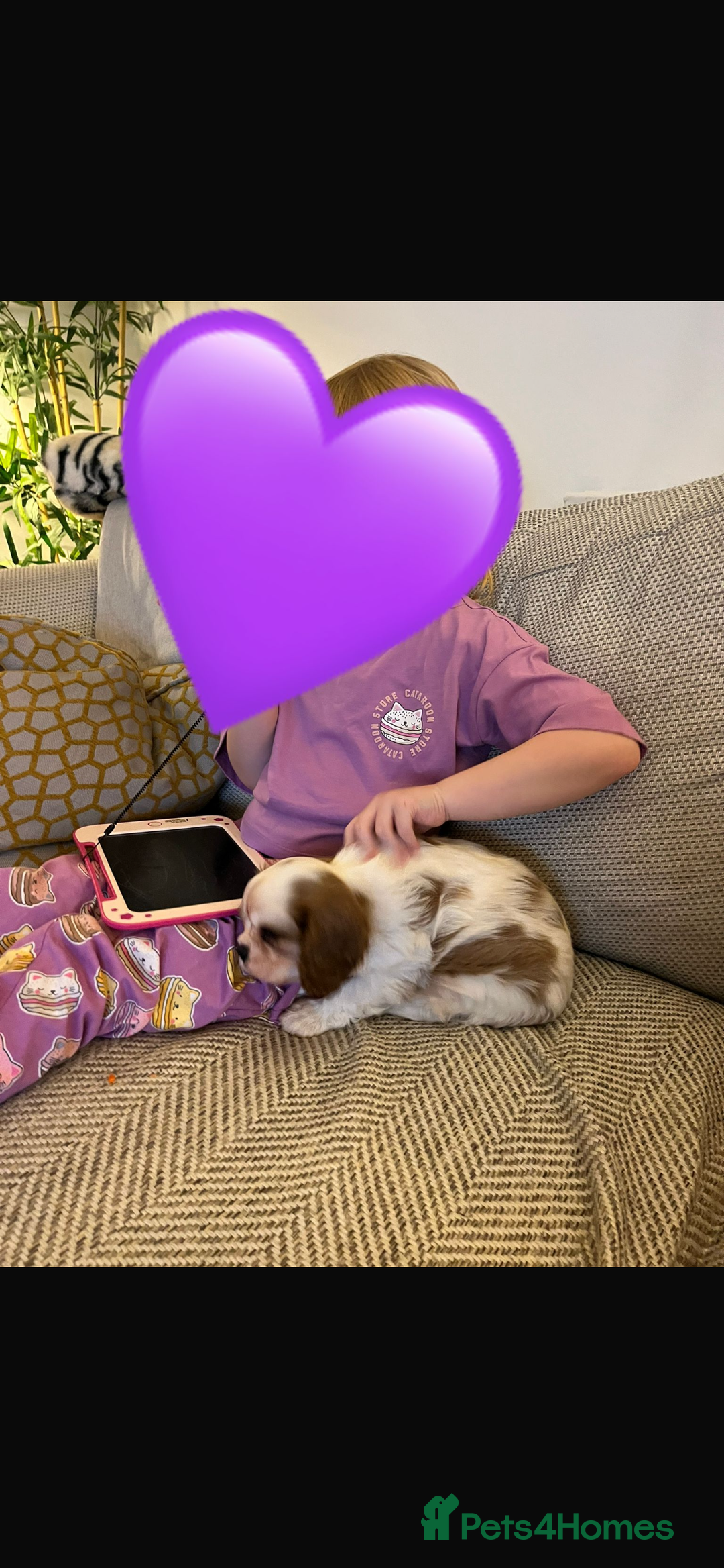 Cavalier King Charles Spaniel dogs for sale: Singleton Blenheim Cavalier Boy – Family Raised - Advert 10