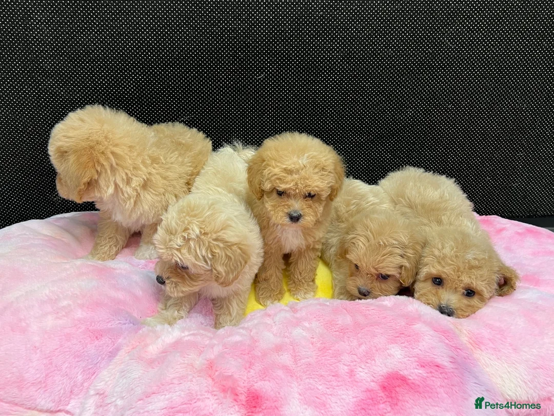 Maltipoo dogs for sale: 🐶❤️ Our beautiful Maltipoo puppies ❤️🐶 - Advert 2
