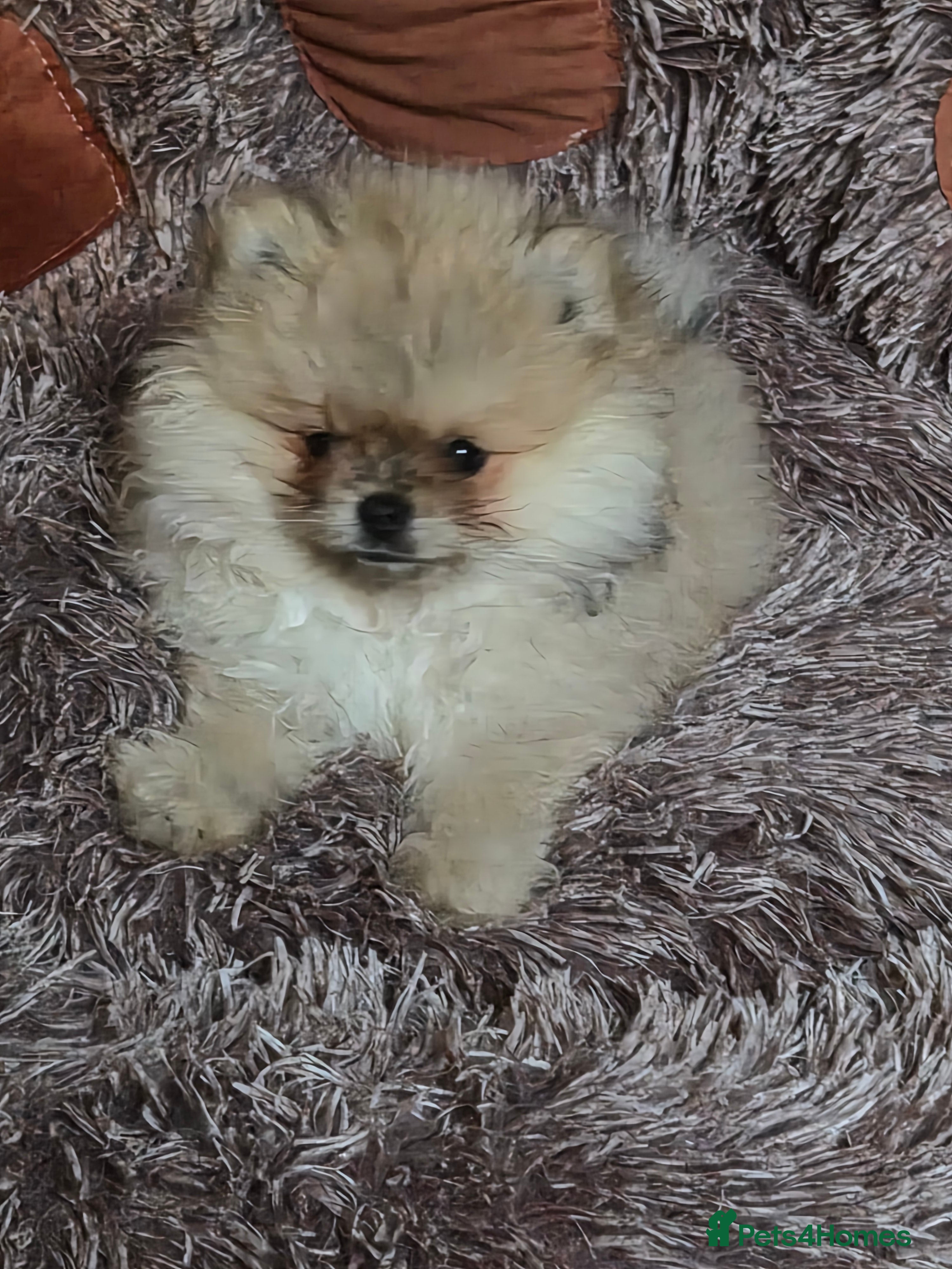 Pomeranian dogs Beautiful tiny pom boy💙💙 - Advert 1