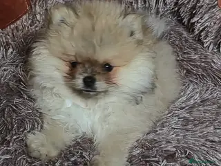 Pomeranian dogs Beautiful tiny pom boy💙💙 - Advert 1