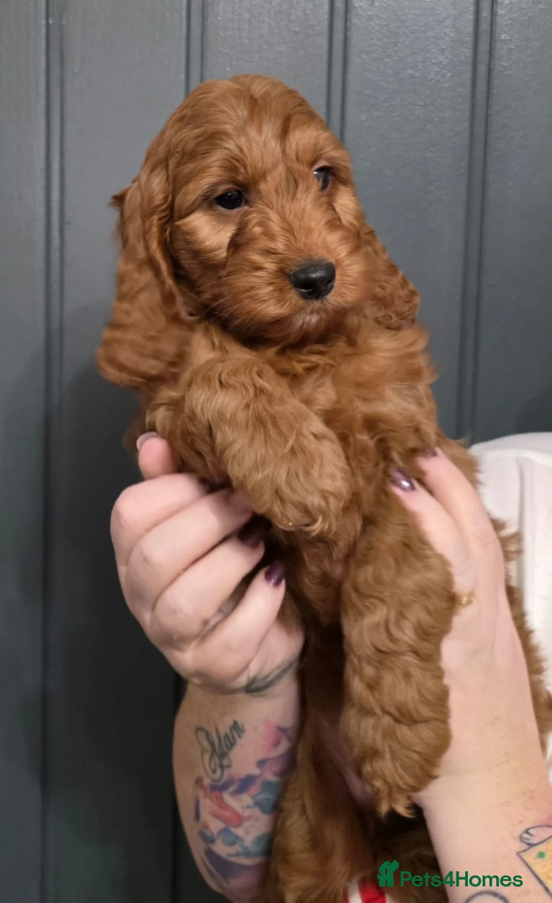 Cockapoo dogs for sale: Stunning F1 Cockapoo Puppies - Advert 2