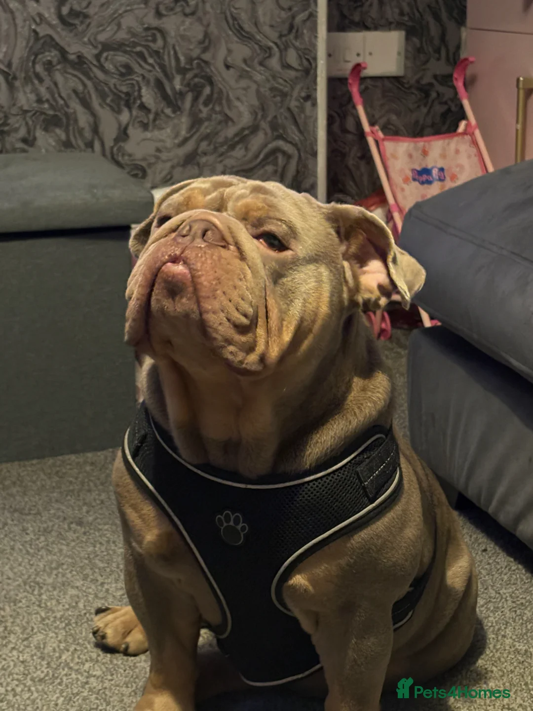 English Bulldog dogs for sale: British bulldog named sully  in Nottingham - Advert 7