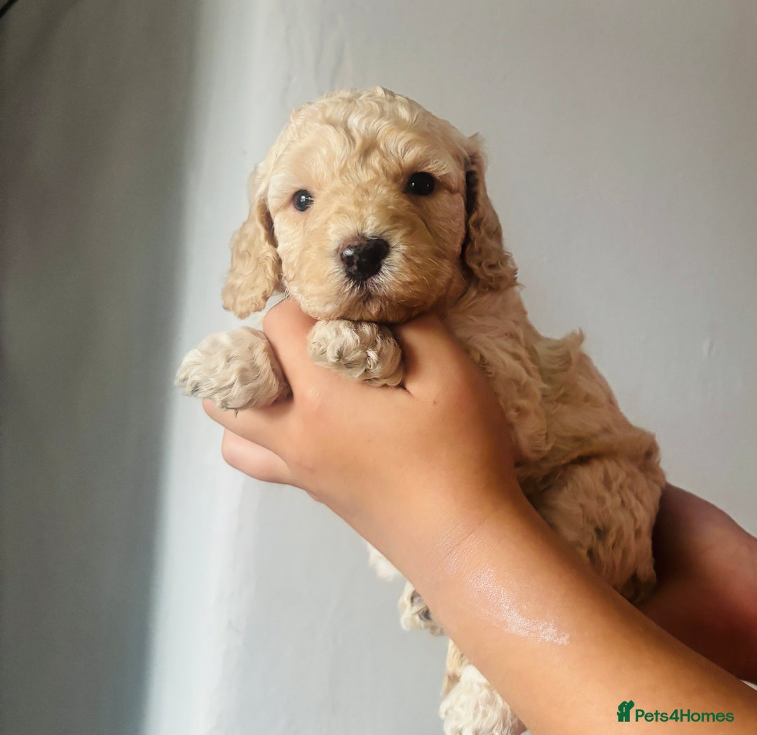 Cockapoo dogs for sale: Stunning lemon and white f1b babies  - Image 1